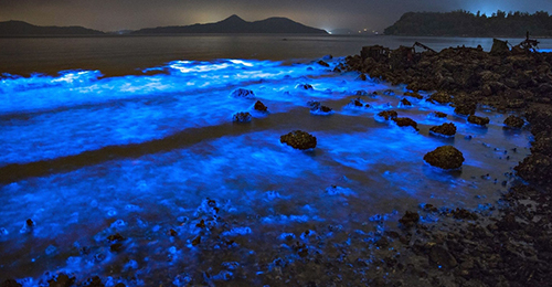 福建长乐:"蓝海"发光 实为夜光藻