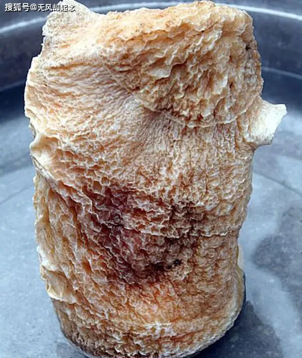 太岁价值百万到底是什么东西中国科学家用精密仪器揭开太岁之谜