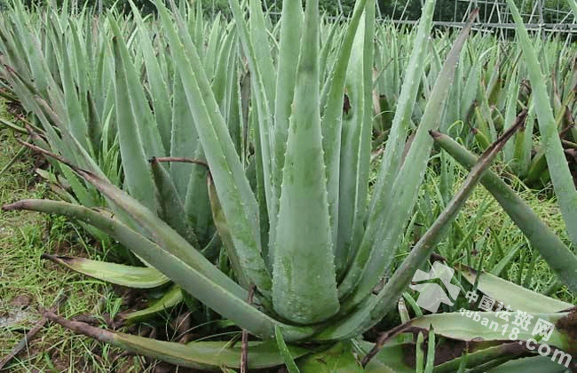 可以食用的芦荟有以下这三种,别乱吃!