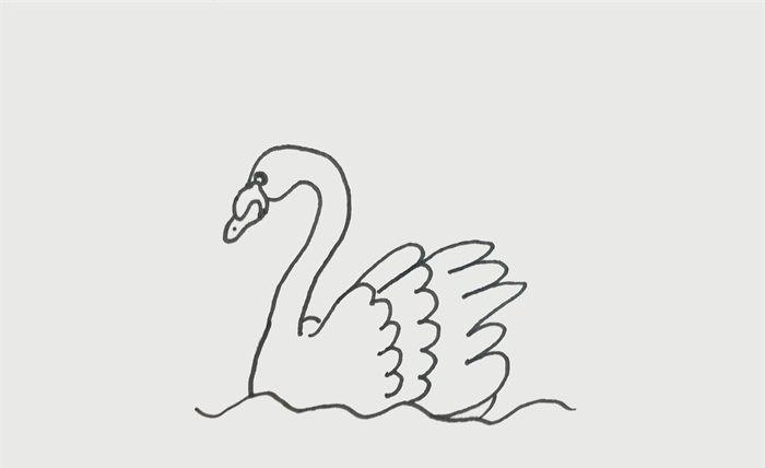 简单的野天鹅简笔画