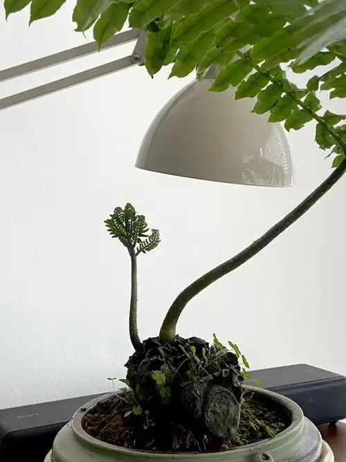 绿植推荐观音莲坐蕨