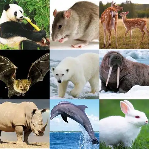 mammals are warm blooded. 哺乳动物是恒温动物.