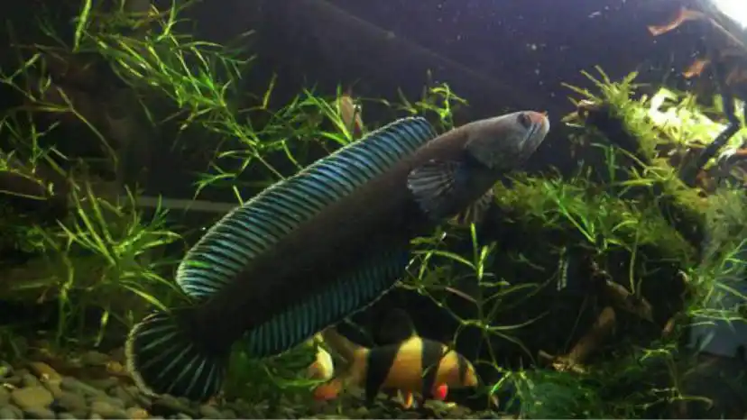 求教一下大神,阿萨姆雷龙怎么分公母?