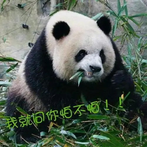浠墨的相册-大熊猫表情包