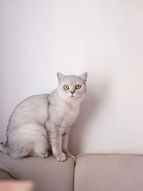 银渐层圆圆的大眼睛