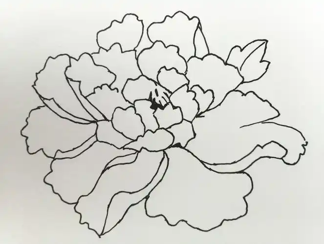 牡丹花简笔画手绘 牡丹花简笔画手绘简单_牛求艺网