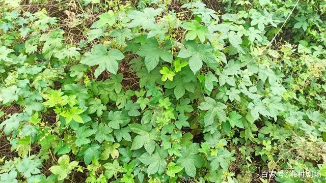湖南有一种植物叫作蛇割藤和割人藤,还是一种中草药