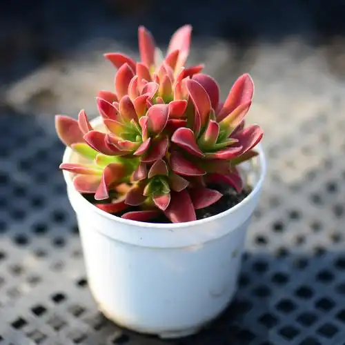 花魁【红叶祭】多肉植物盆栽办公室花卉桌面防