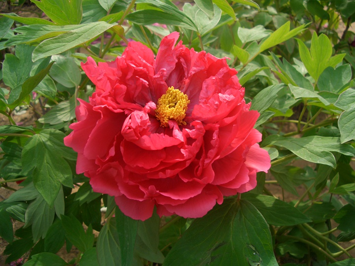 红色的牡丹品种有哪些-藤本月季网