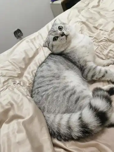 英短银渐层配种