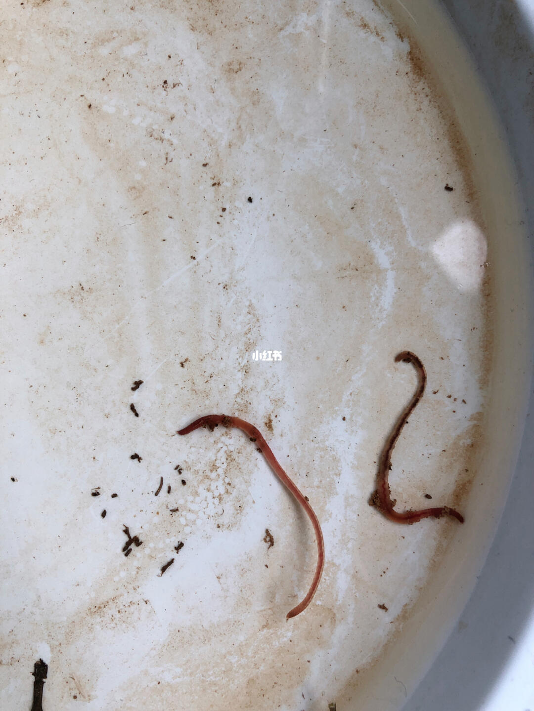昨晚给幸福树浇水,今天早上发现盆底有两条虫子,看着像蚯蚓的幼虫,想