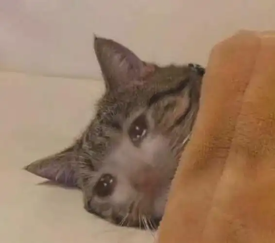 流泪猫猫头 - 流泪猫猫头无字表情包表情