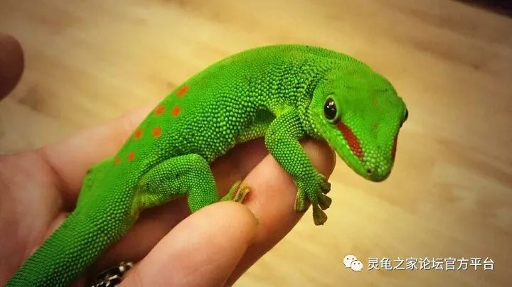 马岛日行巨人守宫