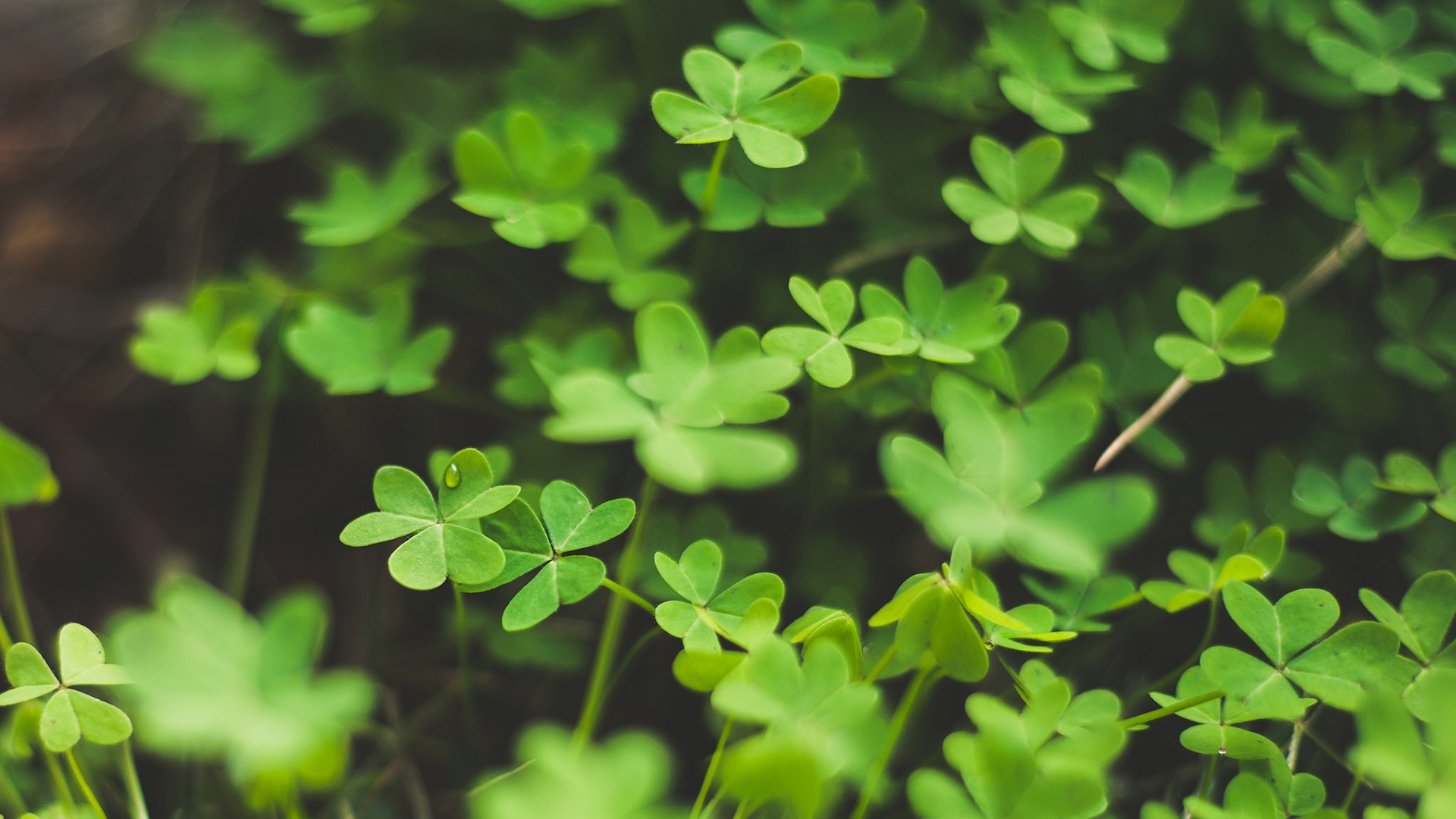 护眼壁纸【568】(小清新静态壁纸) - 静态壁纸下载 - 元气壁纸