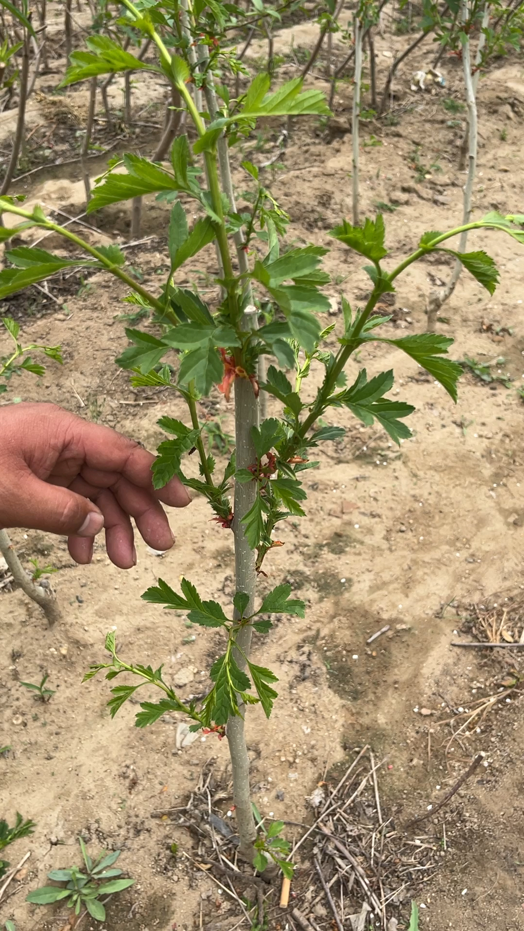 种山楂树发芽后如何抹芽?