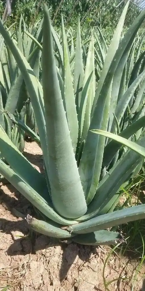 30款芦荟品种介绍,芦荟竟然也有这么多的品种,真让人大开眼界