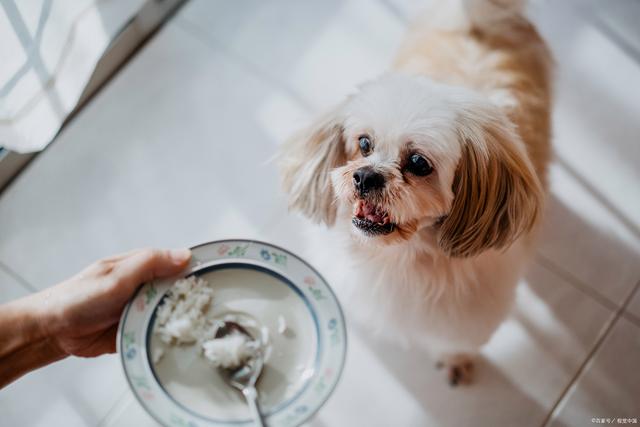 鸡架喂狗正确喂法