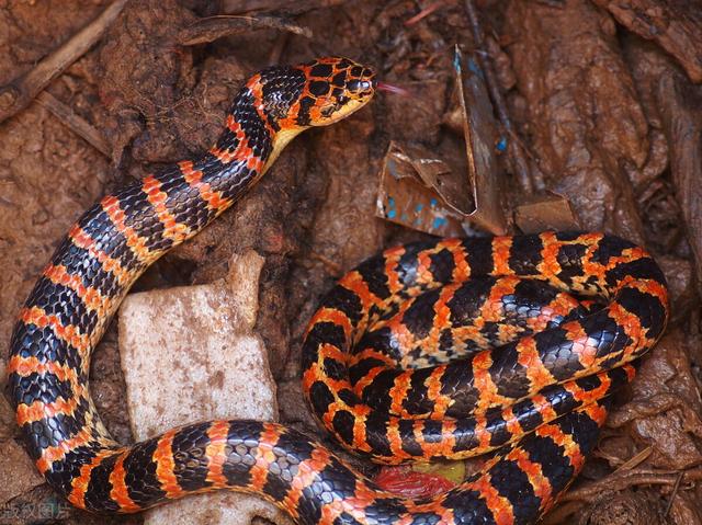 农村最多的几种蛇!你见过哪几种!我见过三种