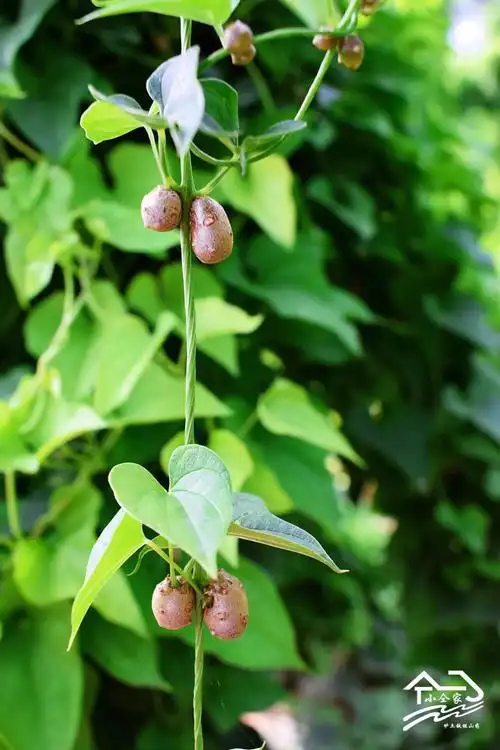 焦作温县铁棍山药