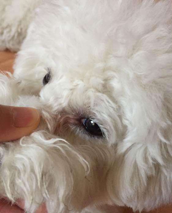 会造成睫毛一直刺激角膜,这种情形会让狗狗眼睛感到非常不舒服,导致频