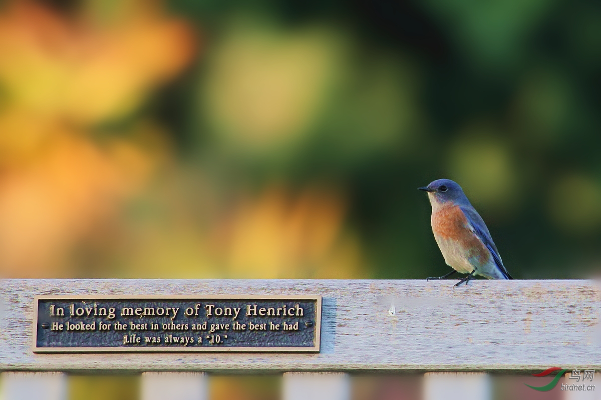 "上帝之鸟"—— 西方知更鸟