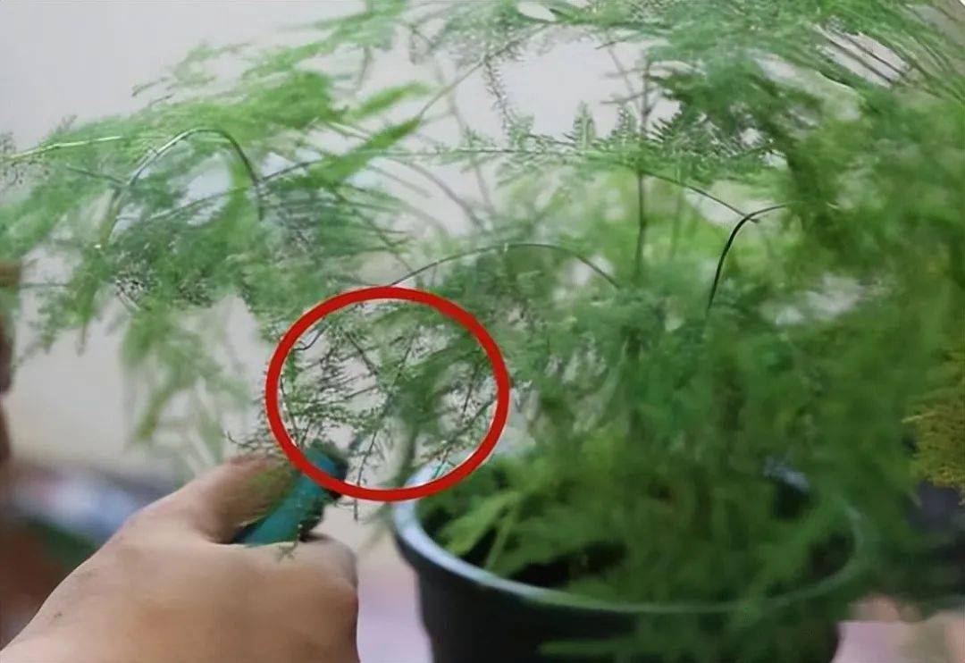 如何把文竹养出美感先要学会剪其次才是养