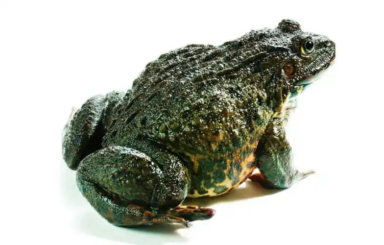 养牛蛙种蛙的选择,牛蛙怎么人工孵化?