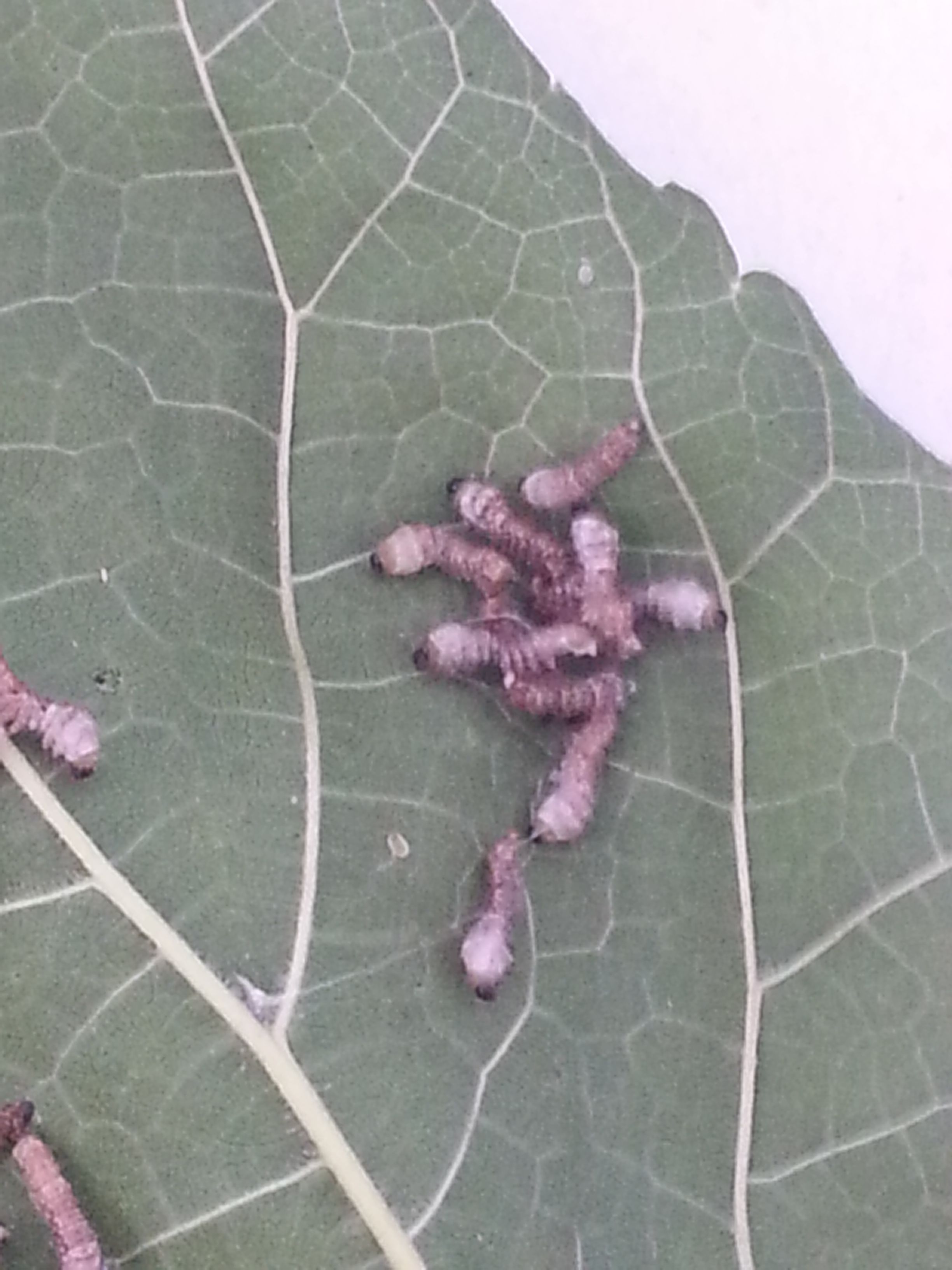 84 2010-04-17 蚕宝宝的死因 19 2011-05-02 蚕吃什么 97 2011-04-30