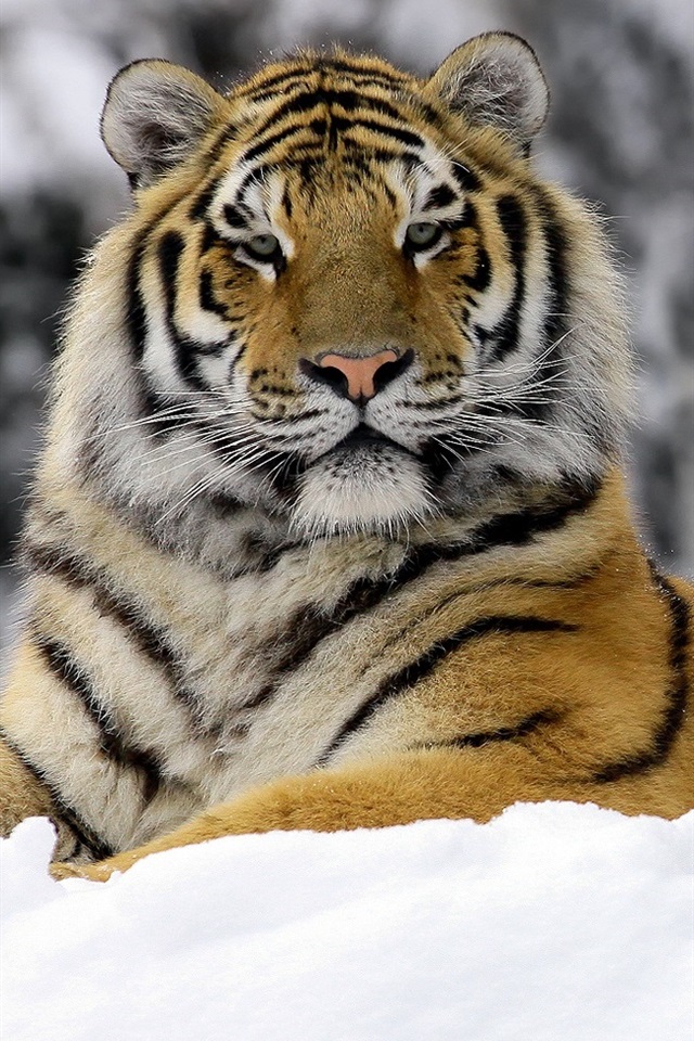 壁纸 老虎在冬季 1920x1080 full hd 2k 高清壁纸, 图片, 照片