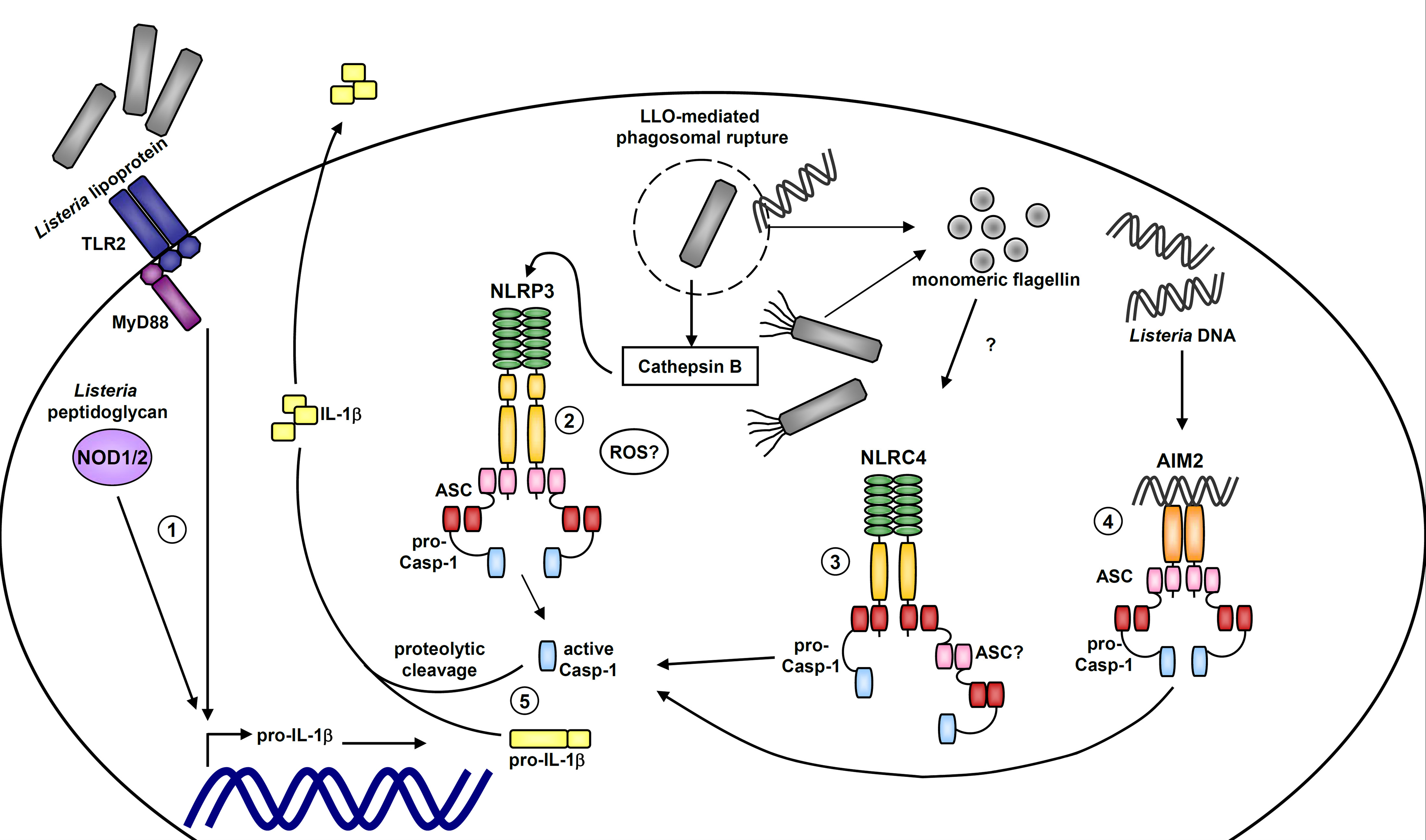 listeria monocytogenes