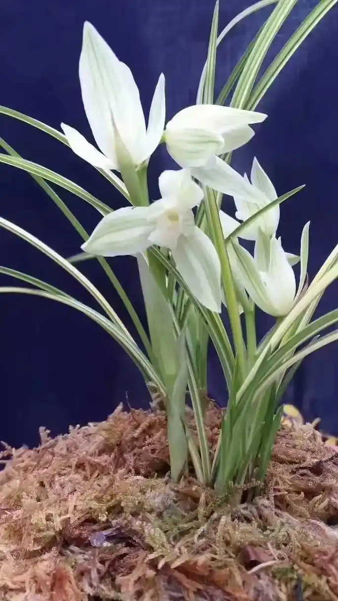 莲瓣兰:梦之兰 双艺素花,看到她谁人不爱呢? - 抖音