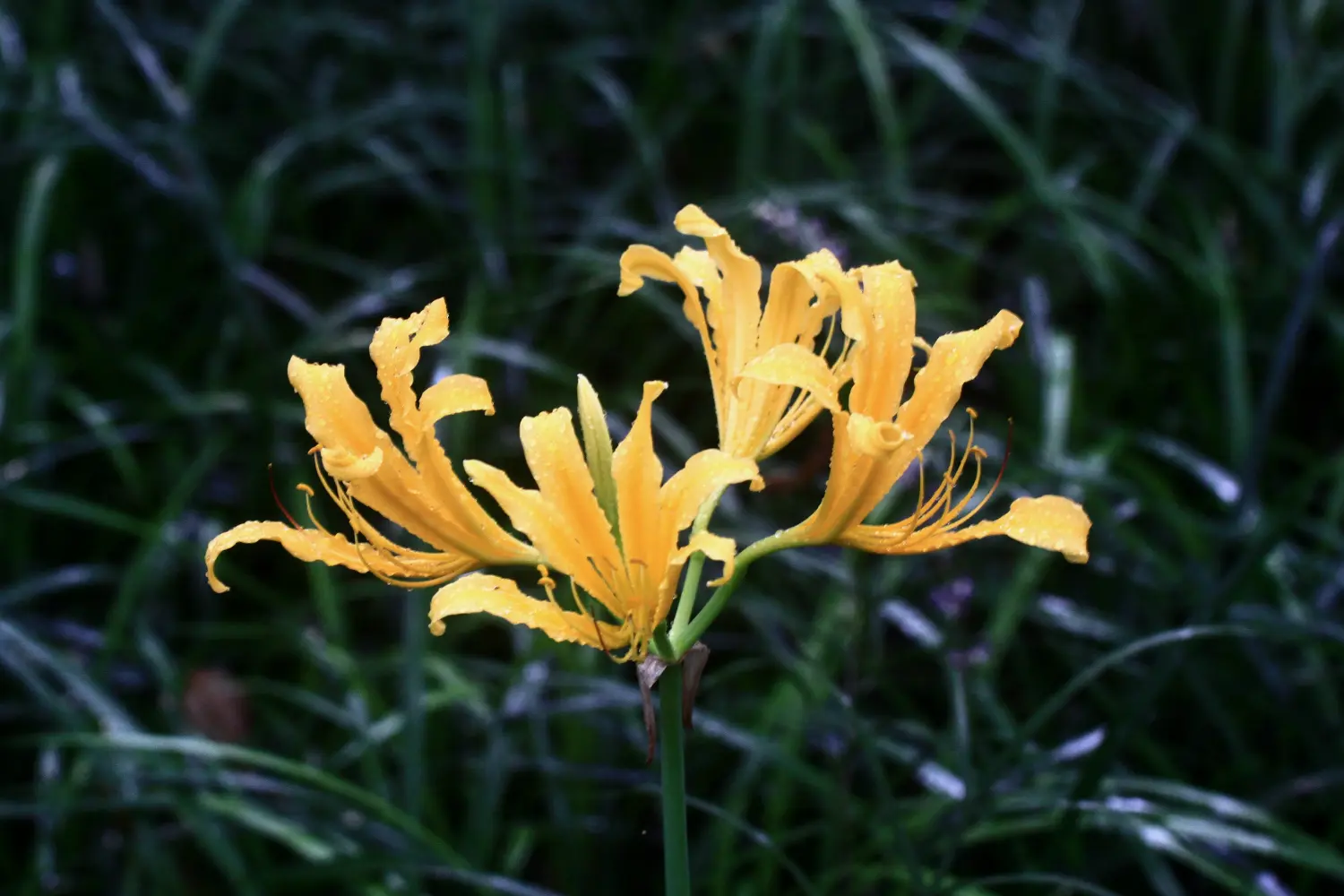 【中国石蒜】石蒜科,石蒜属