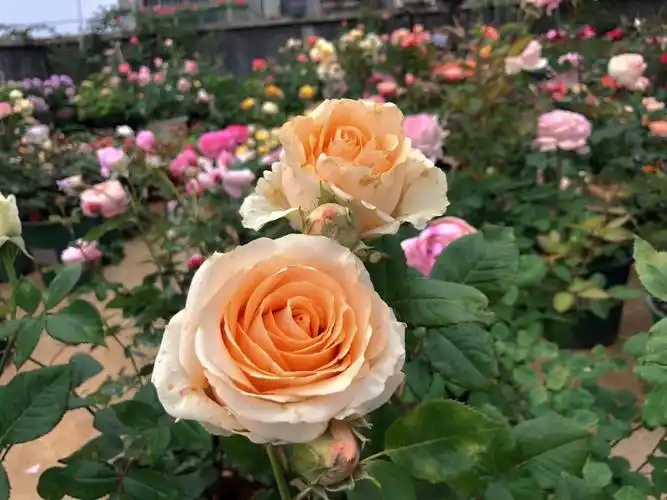 我的秘密花园  #月季  #蜜桃雪山  #珍珠雪山  #糖果雪山  #白雪山