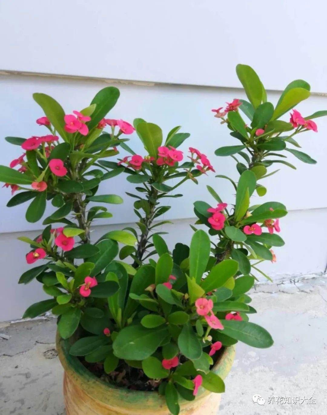 5步养护虎刺梅打造强烈反差美花量多到生满枝