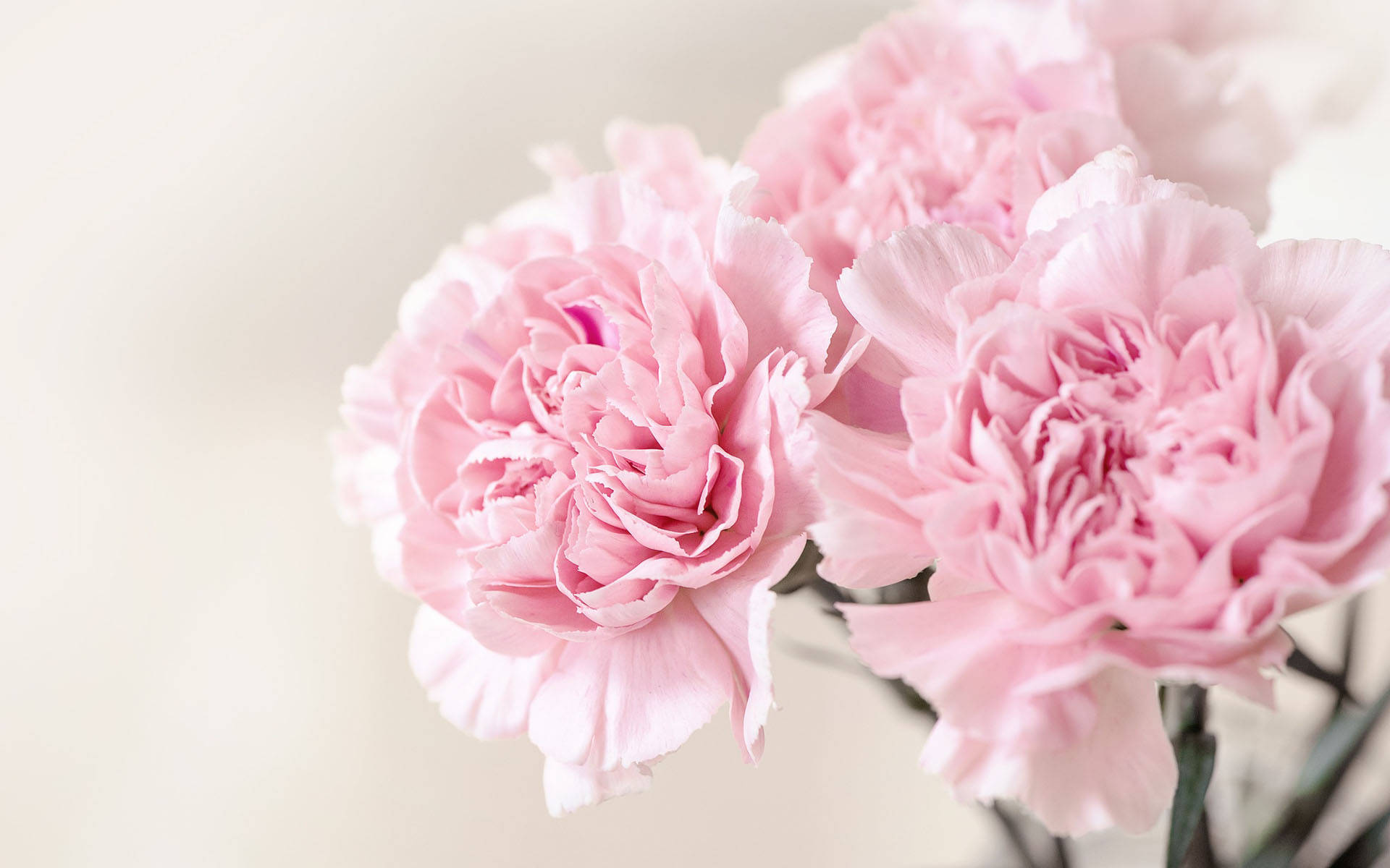 这一束康乃馨我应该送给谁