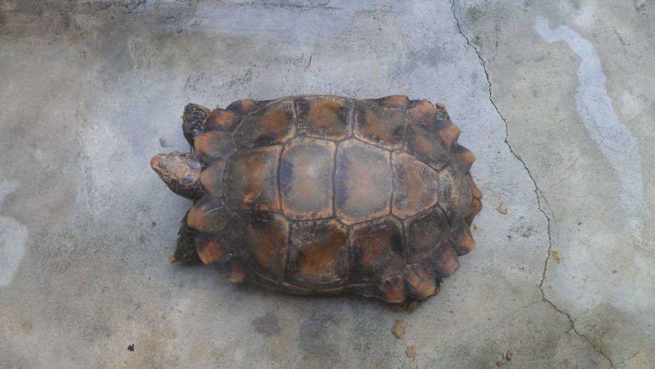 数:6lv2 擅长:暂未定制 向ta提问私信ta  展开全部 凹甲龟,又叫麒麟龟