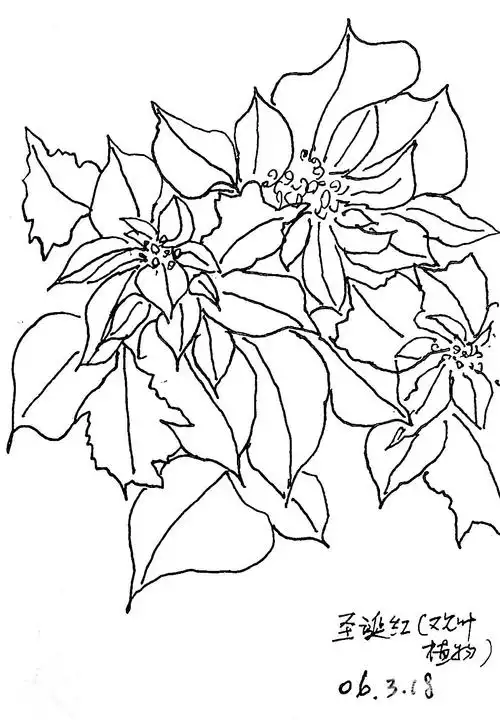 家庭画廊——12号馆 母亲的钢笔白描花卉(之一)