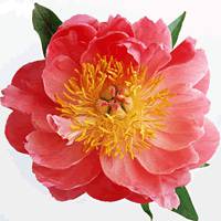 桃花头像高清图片大全_微信头像图片大全