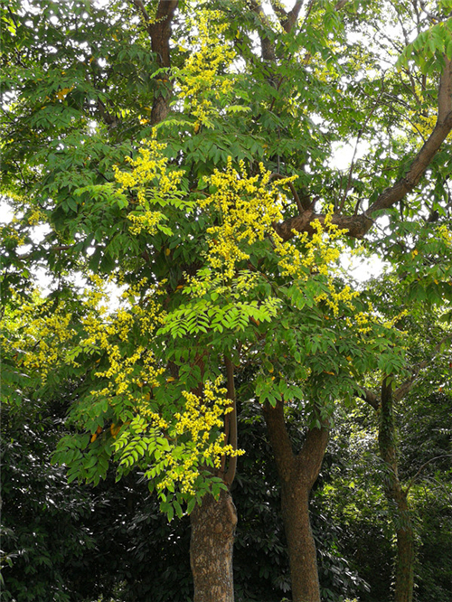 是无患子科栾树属的落叶乔木,高可达20多米;叶片为二回羽状复叶,小叶