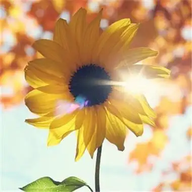 转运图片头像大全越努力越幸运