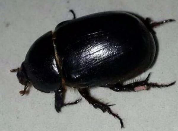 家住东北,总从窗外爬进这种黑色甲壳虫,还会飞,不胜其扰,想问一下这