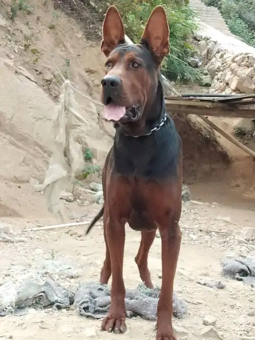 正宗莱州红犬体型高大粗壮,后腿发达又强劲有力,能呈现出爆发式的快速