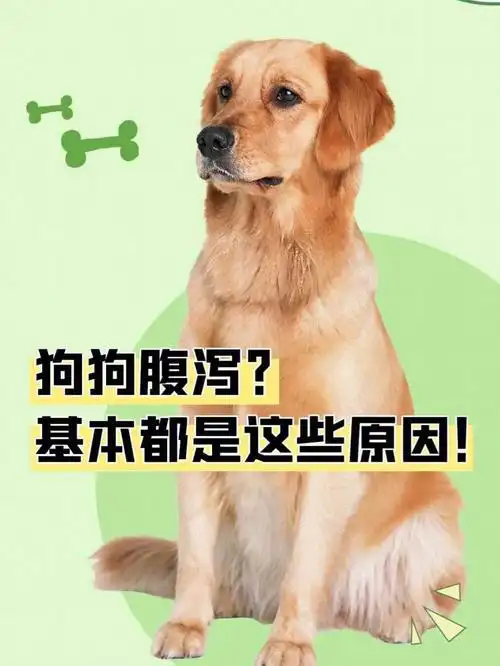 狗狗腹泻基本都是这些原因