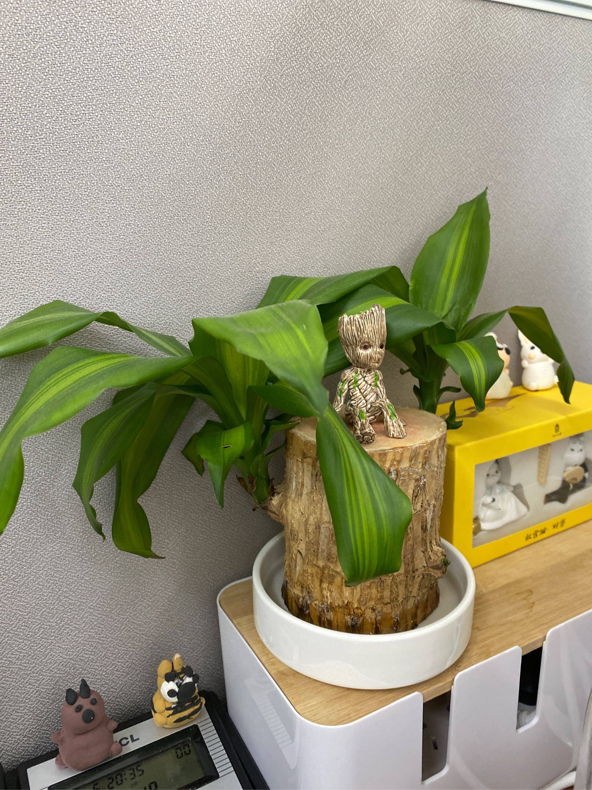 花点时间巴西木格鲁特幸运木室内办公室绿植懒人水培植物盆栽好养