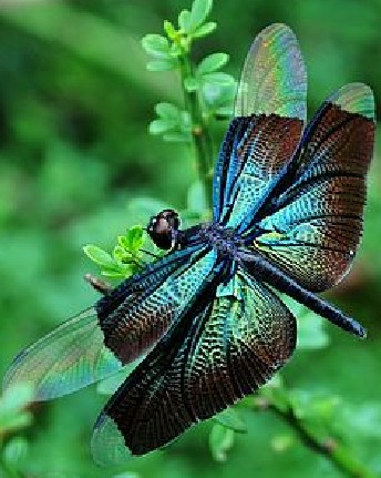 问一种像蜻蜓的昆虫