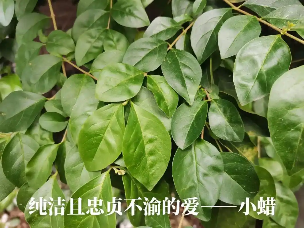 别称:山指甲,小蜡树,黄心柳,水 - 抖音