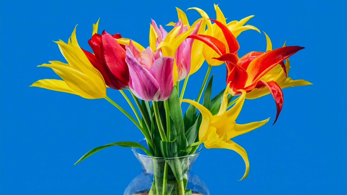 扣图蓝幕花朵视频素材#时空素材app#素材分享#花朵素材