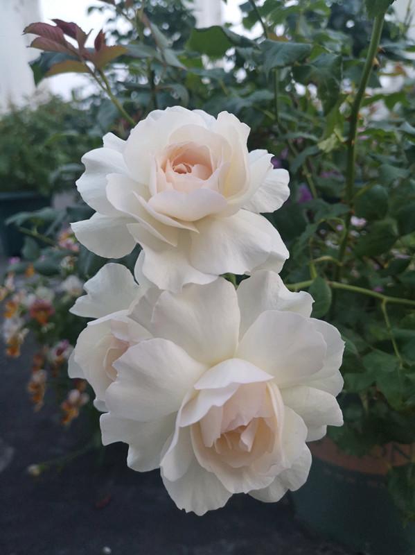 一款很"仙"的盆栽月季——心之水滴,花朵又美又香,四季都开花