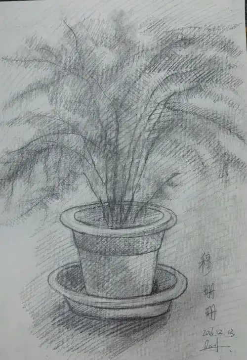 二次植物速写写生(高一) 写美篇          为此,搬来植物几盆,有文竹