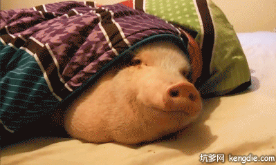 399_239gif 动态图 动图